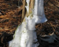 frostweed 3.jpg